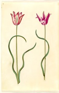 Tulipa clusiana (tulipán de Clusius) de Hans Simon Holtzbecker