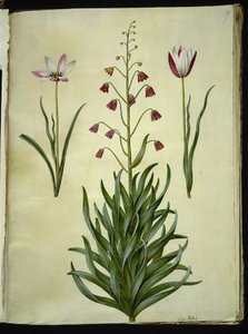 Tulipa clusiana (tulipán de Clusius); Fritillaria persica (fritillaria persa)