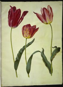 Tulipa gesneriana (tulipán de jardín) de Hans Simon Holtzbecker