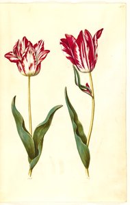 Tulipa gesneriana (tulipán de jardín)