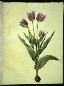 Tulipa gesneriana (tulipán de jardín) de Hans Simon Holtzbecker