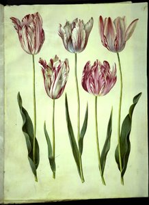 Tulipa gesneriana (tulipán de jardín) de Hans Simon Holtzbecker