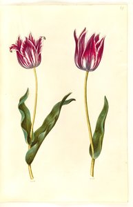 Tulipa gesneriana
