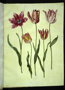 Tulipa gesneriana (tulipán de jardín) de Hans Simon Holtzbecker