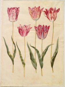 Tulipa gesneriana (tulipán de jardín)