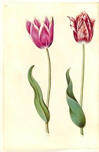Tulipa gesneriana (tulipán de jardín)