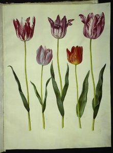 Tulipa gesneriana (tulipán de jardín) de Hans Simon Holtzbecker
