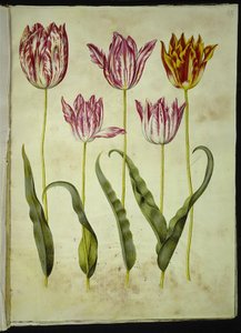 Tulipa gesneriana (tulipán de jardín) de Hans Simon Holtzbecker