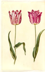 Tulipa gesneriana (tulipán de jardín)