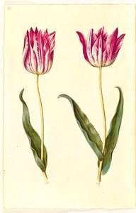 Tulipa gesneriana (tulipán de jardín)