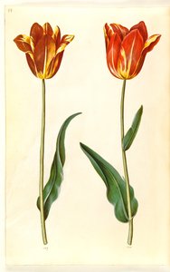 Tulipa gesneriana (tulipán de jardín) de Hans Simon Holtzbecker