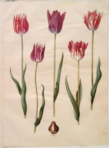 Tulipa gesneriana (tulipán de jardín) de Hans Simon Holtzbecker