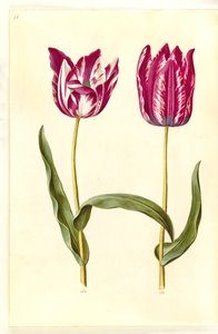 Tulipa gesneriana (tulipán de jardín)