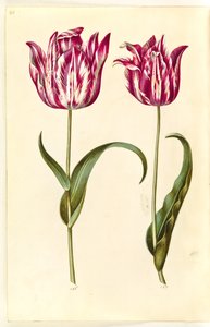 Tulipa gesneriana (tulipán de jardín)