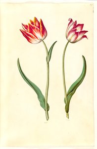 Tulipa gesneriana (tulipán de jardín)