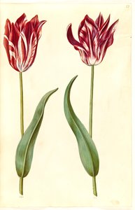 Tulipa gesneriana (tulipán de jardín)