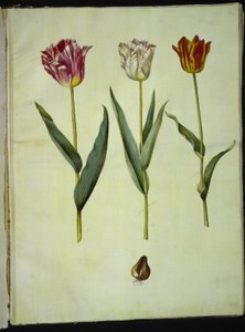 Tulipa gesneriana (tulipán de jardín) de Hans Simon Holtzbecker