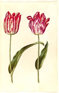 Tulipa gesneriana (tulipán de jardín)