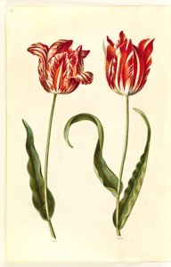 Tulipa gesneriana (tulipán de jardín) de Hans Simon Holtzbecker