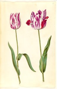 Tulipa gesneriana