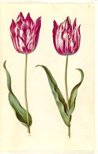 Tulipa gesneriana (tulipán de jardín)