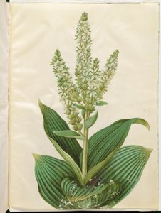 Veratrum album (hvid foldblad)