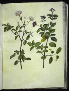 Viburnum tinus (bola de nieve de invierno)