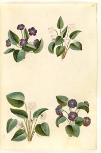 Viola odorata (violeta de marzo) de Hans Simon Holtzbecker