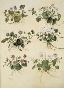 Viola odorata (violeta de marzo) de Hans Simon Holtzbecker