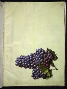 Vitis vinifera (vid común)