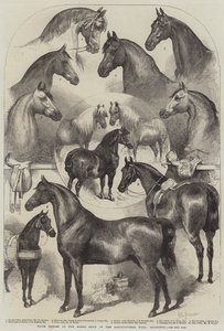 Caballos premiados en la Exposición de Caballos en el Salón Agrícola, Islington