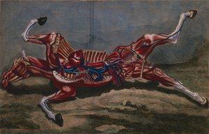 Anatomía de un caballo, de 