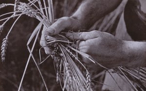 Fabricación de bandas de paja (foto en blanco y negro) de Harold Burdekin