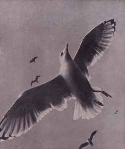 Rápido y elevado, Meredith (foto en blanco y negro)