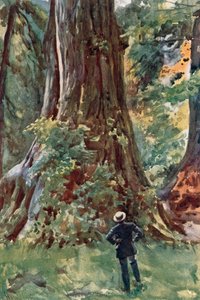 El gran árbol, Stanley Park, Vancouver