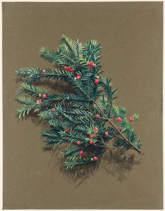 Taxus baccata L. Tejo, c1903 -1915