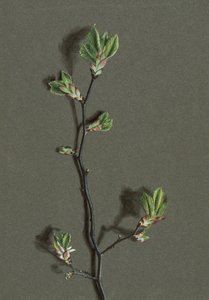 Ulmus glabra Huds (Olmo montano), c. 1870-1920