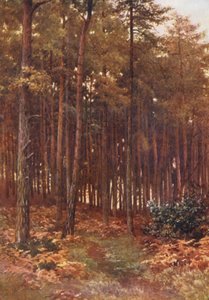 The Depths of a Fir Wood, Ripley (litografía en color) de Harold Sutton Palmer