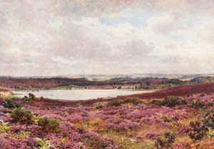 The Great Pond, Frensham (litografía en color) de Harold Sutton Palmer