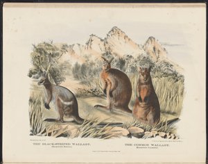 Mamíferos de Australia (Krefft) Nla.obj-33627803-13 El ualabí de rayas negras y el ualabí común de Harriet Morgan