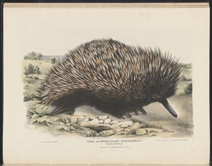 Mamíferos de Australia (Krefft) Nla.obj-33627803-15 El erizo australiano de Harriet Morgan