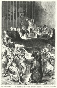 Una escena en el hogar de los perros