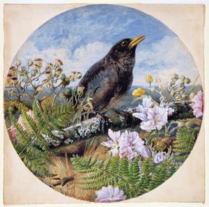 Mirlo, 1864