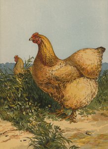 Gallina Cochin Buff de Harrison William Weir