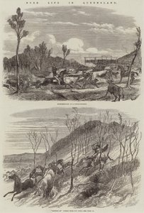 Vida en el monte en Queensland