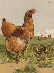 Gallina Cochin canela (cromolitografía)