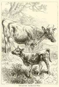 Vaca y ternero