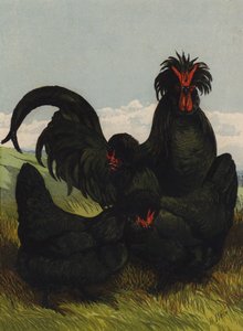 Creve Coeur (cromolitografía)