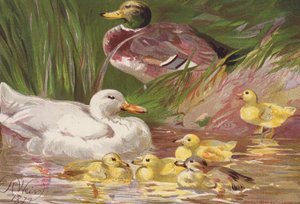Patos y patitos (litografía en color) de Harrison William Weir