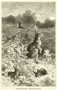 Liebres y gazapos de Harrison William Weir